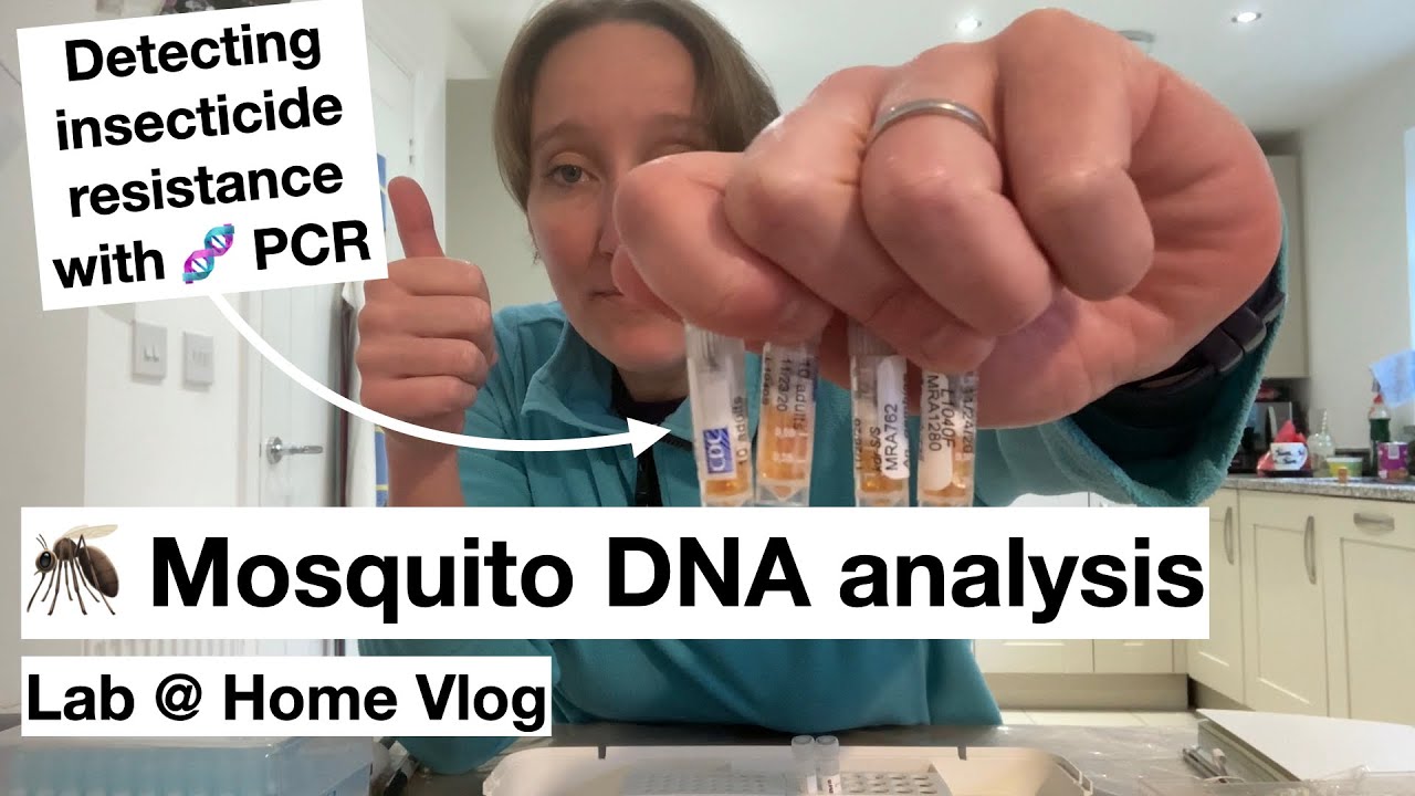 🦟 Detecting insecticide resistance in mosquitoes 🧬 (Lab @ Home Vlog)
