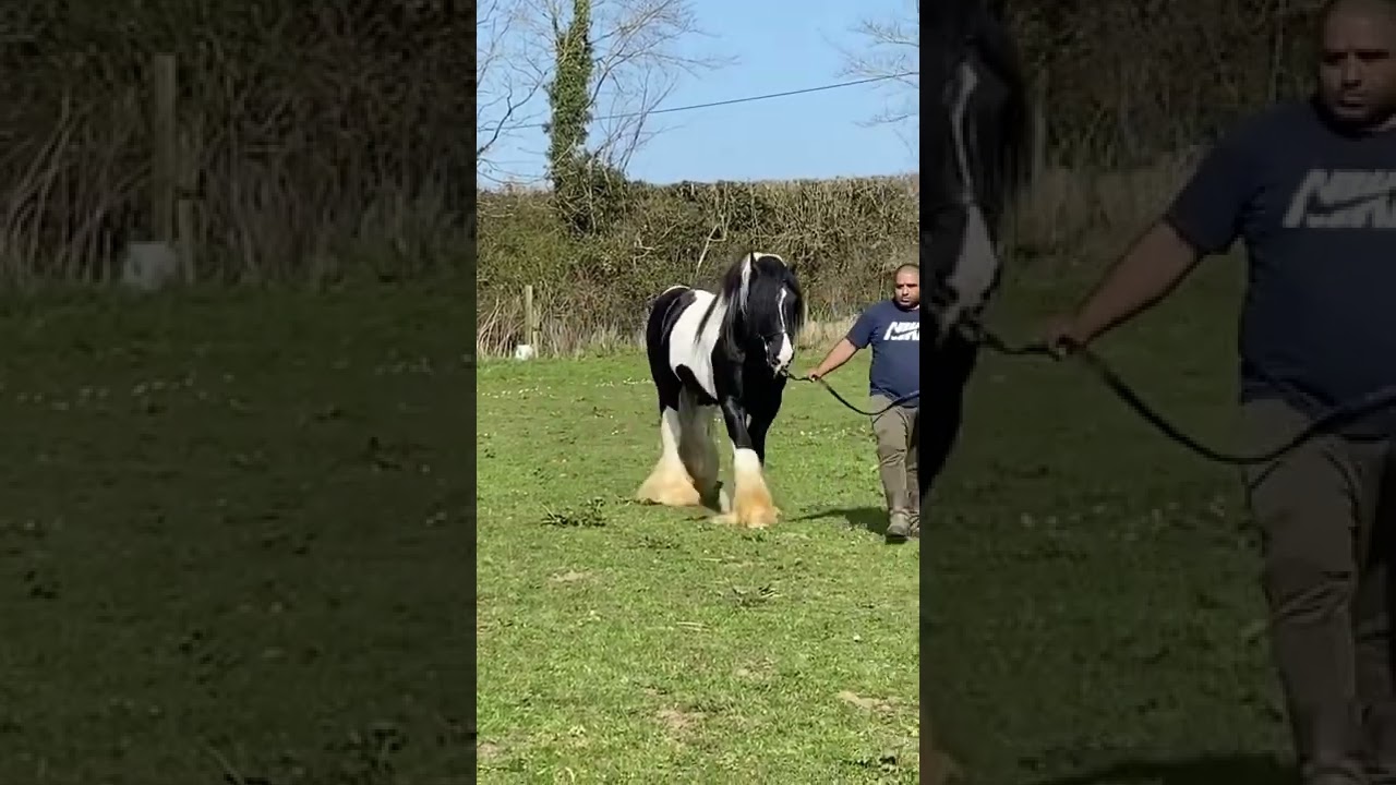 Divine Elliot Irish cob stallion