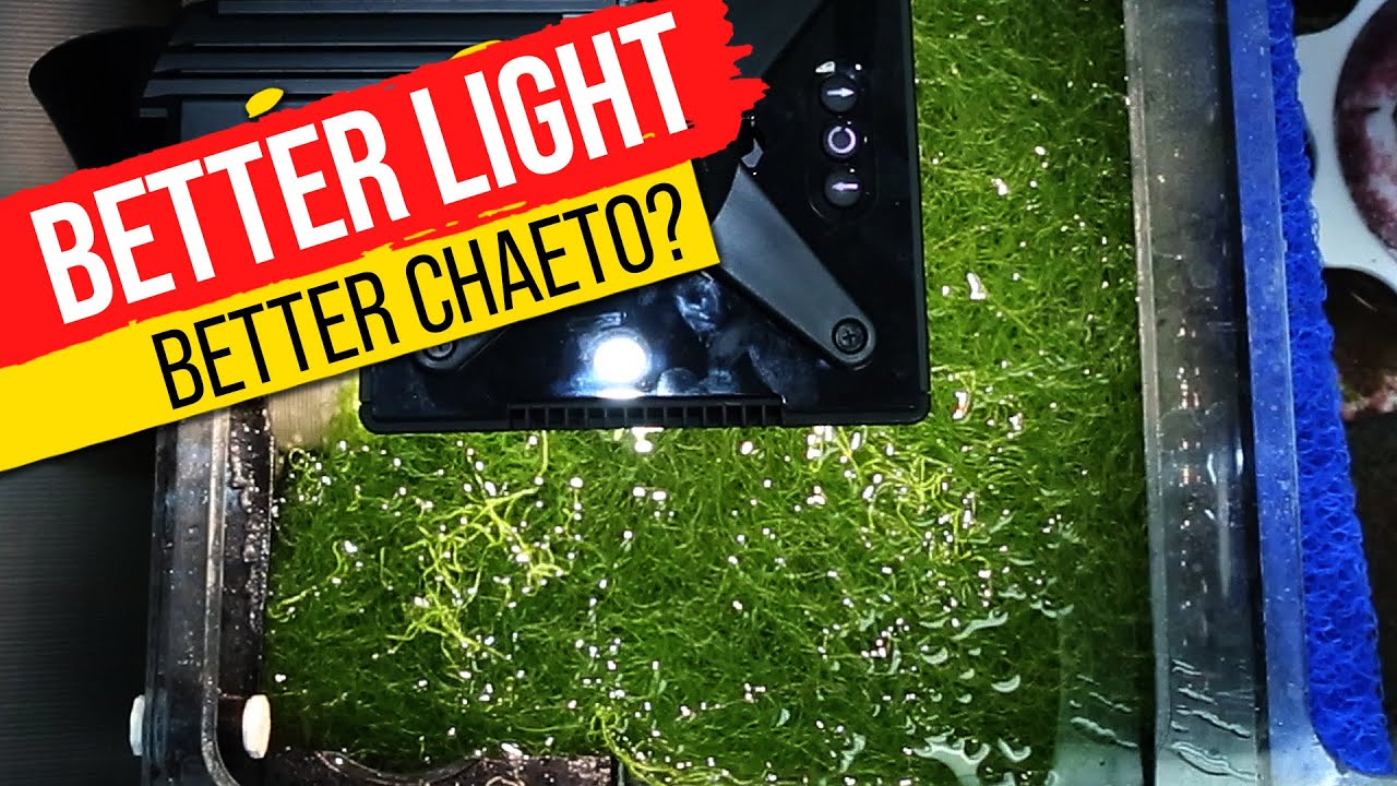 11 popularnych lamp Refugium PRZETESTOWANYCH... Doładuj swoje makroglony danymi!