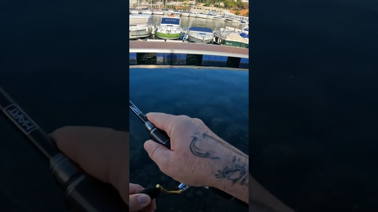 VAQUETA EN PUERTO. #fish #fishing #puerto #viral