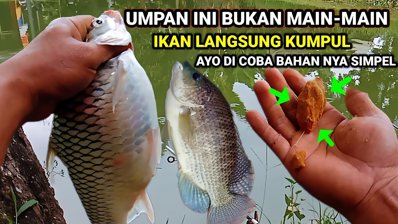 RACIKAN UMPAN INI BUKAN MAIN-MAIN‼️IKAN LANGSUNG KUMPUL AYO BURUAN COBA