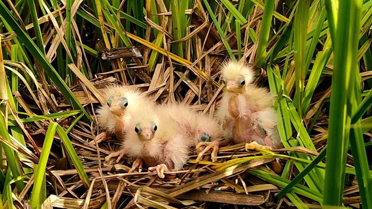 Baby Birds Waiting Food From Their Parents | Parents Bird Nest Care