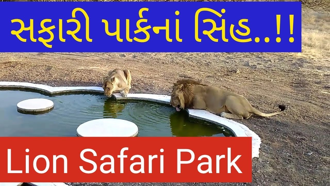 Ambardi safari park vlog || Taneesha Joshi || TAAJ Group Bhavnagar