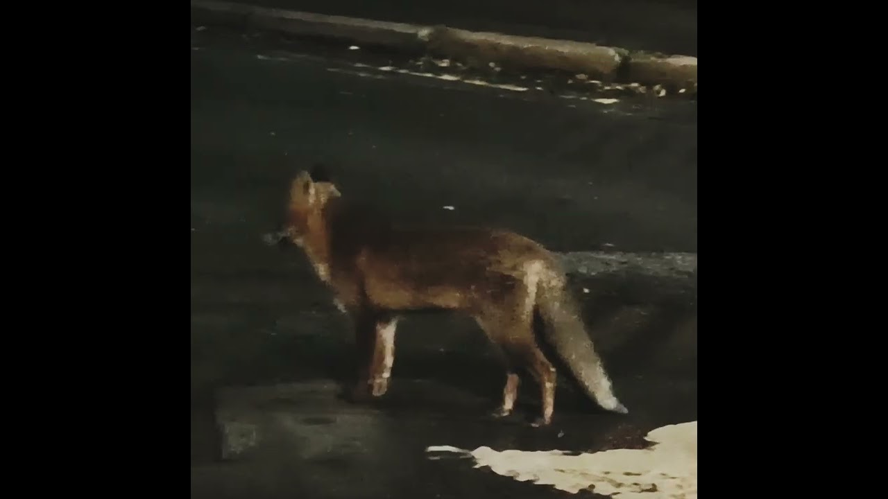 Fox in London