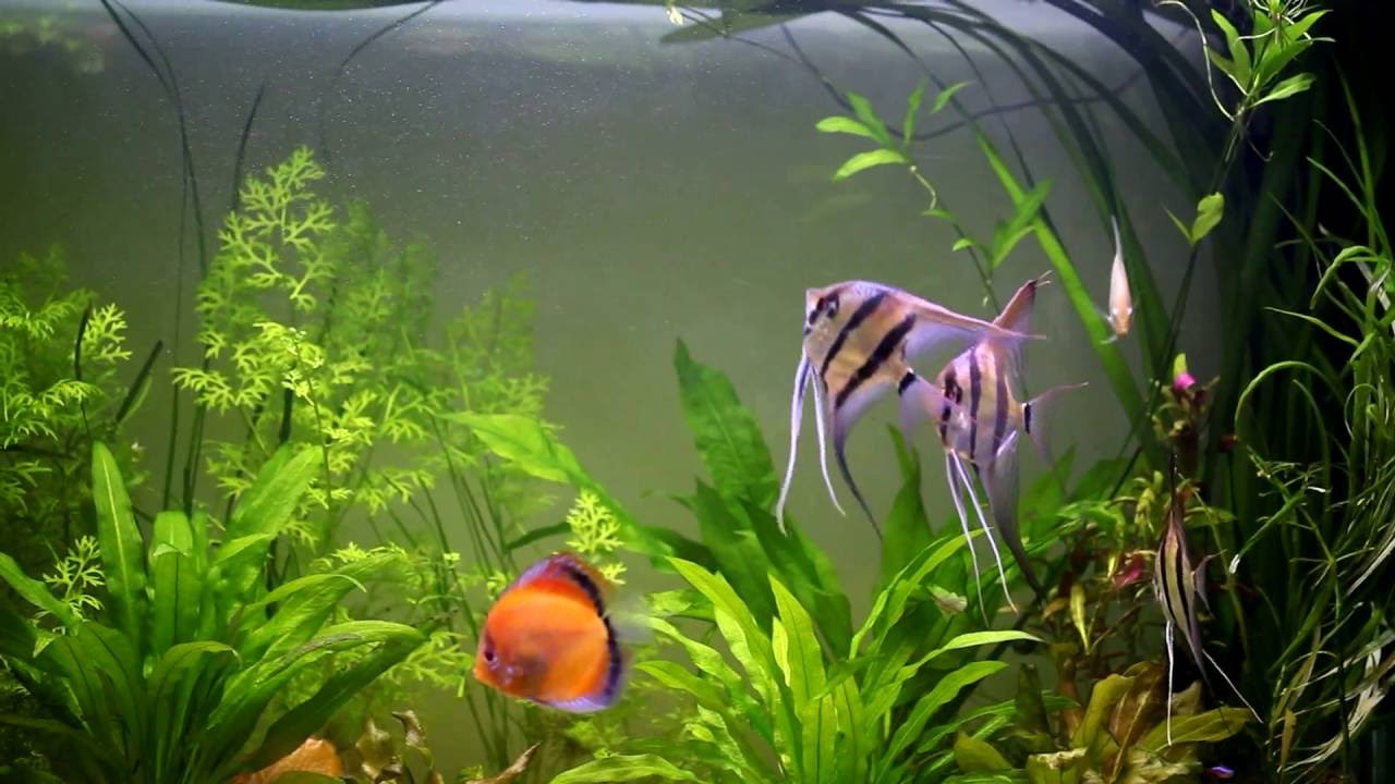 Pterophyllum Altum Growth Record