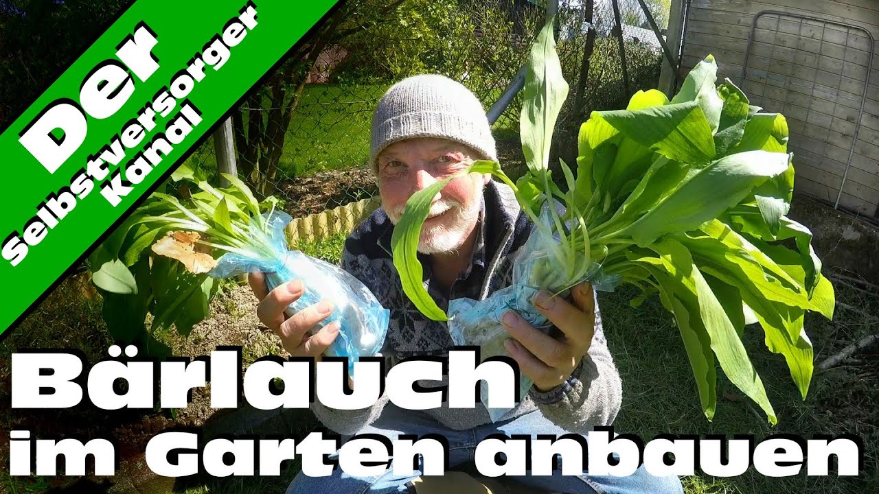 Bärlauch selbst im Garten anbauen