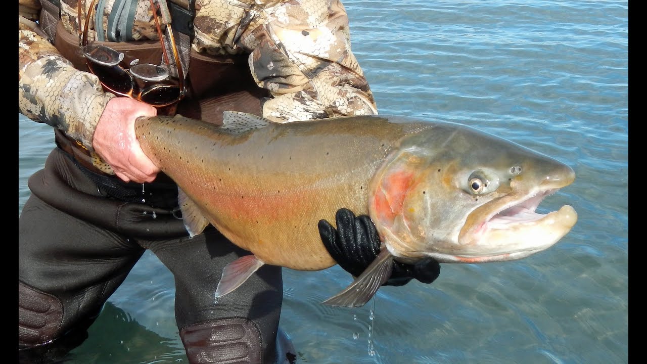Lahontan Cutthroat Trout: A prehistoric legend returns