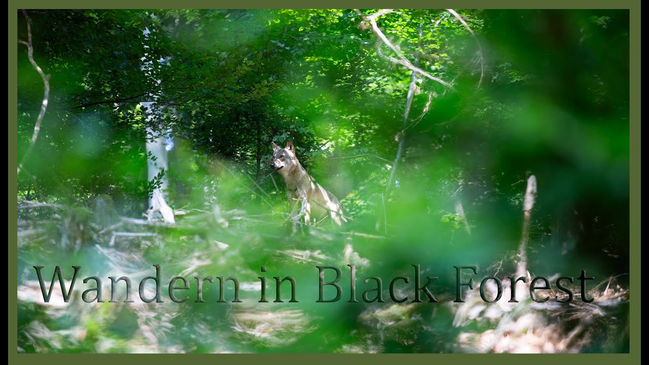 Wandern im Nordschwarzwald zum Dobler Bannwald