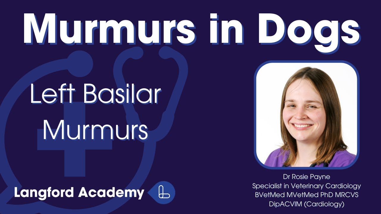Murmurs in Dogs Part 2: Left Basilar Murmurs