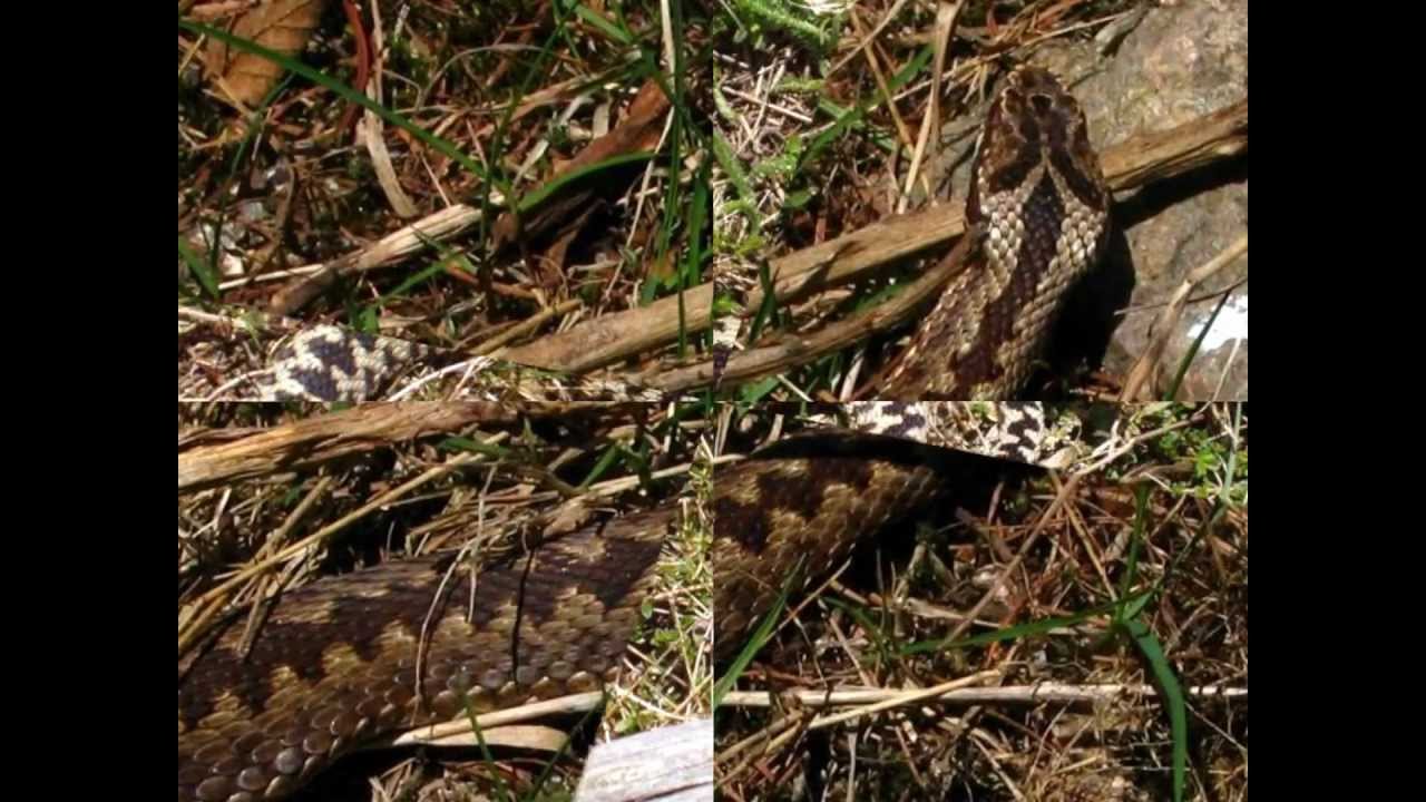 VIBORA COMUN  EUROPEA(Vipera Berus Seoanei).wmv