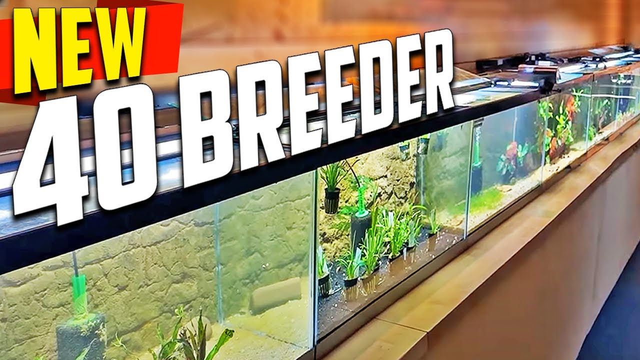 Transforming Every 40 Gallon Tank In My Fish Room One by One - Fish Room Update Ep. 121