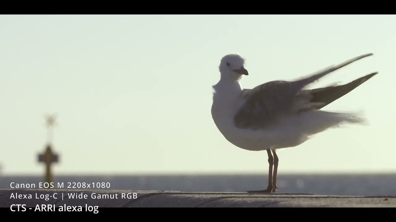 Canon EOS M ARRI Alexa vs Sony S-log 3 | Magic Lantern | MLV M1 Mac Mini | Davinci Resolve