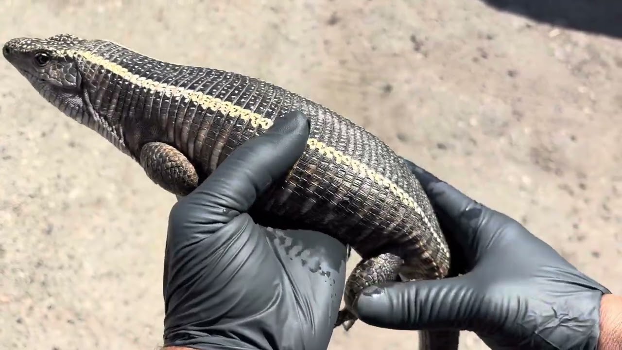 Giant Plated Lizard (Matobosaurus validus).