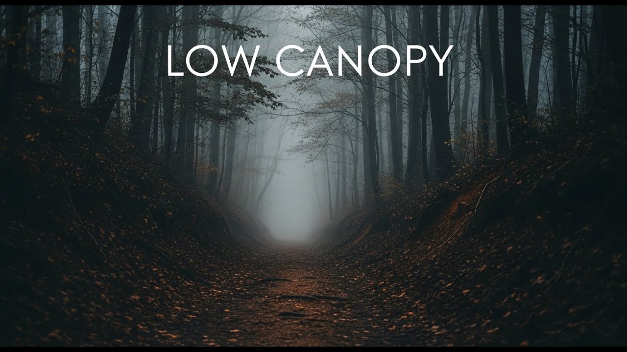 Low Canopy – Forest Canopy Ambient Music for Deep Focus and Calm