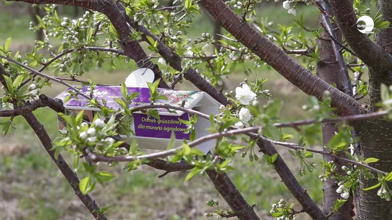 Budujemy populację owad&oacute;w zapylających - kokony murarki ogrodowej od Sumi Agro