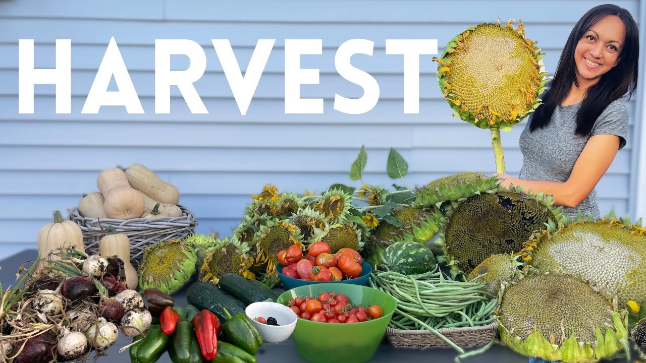 Massive Garden Harvest | Harvesting Sunflowers #urbanhomesteading
