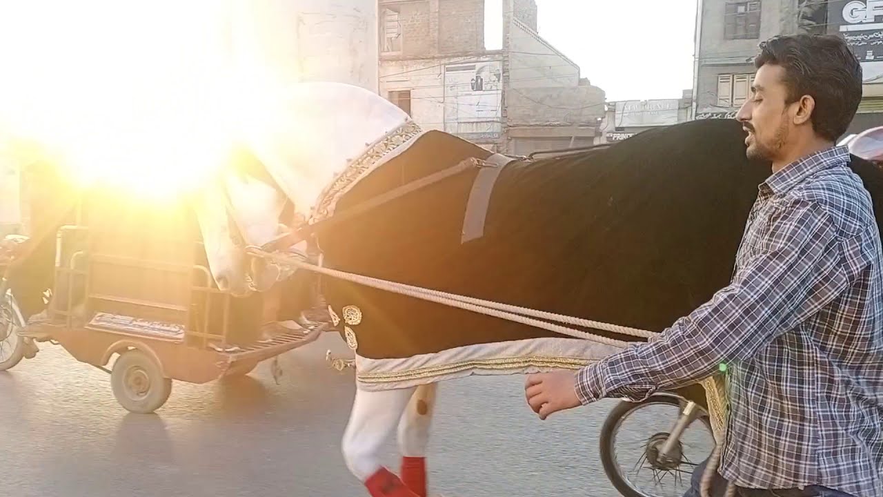 zuljinah horse mashallah by world animal photo graphy 20201 new video