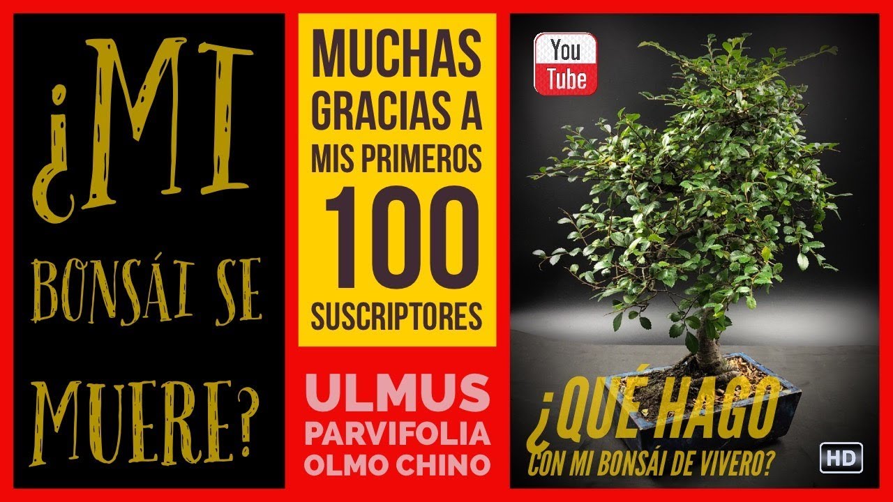 Bonsai de olmo vivero. Pinzado olmo. Ulmus Parvifolia