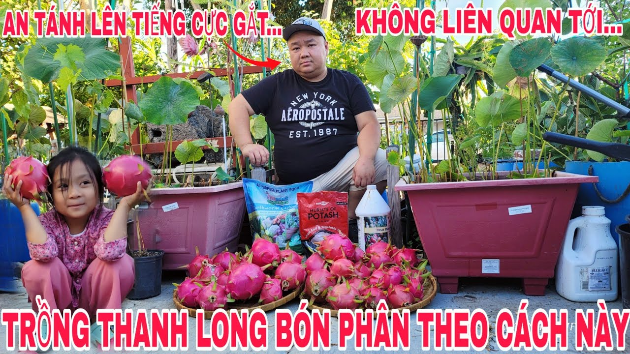 TRỒNG BÓN PHÂN CHO THANH LONG THEO CÁCH NÀY CÂY TRÁI TRĨU CÀNH AN TÁNH LÊN TIẾNG CỰC GẮT RẰNG...