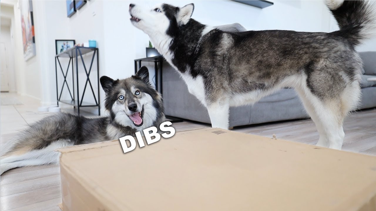 Their New Toy Finally Delivered!