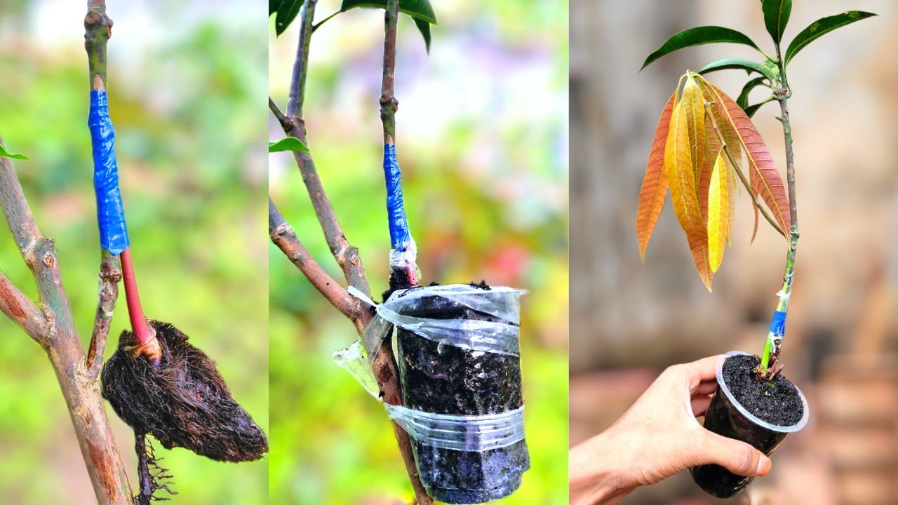 Mango contact grafting in hindi | इस तकनीक से ग्राफ्टिंग कभी फेल नहीं होगी |