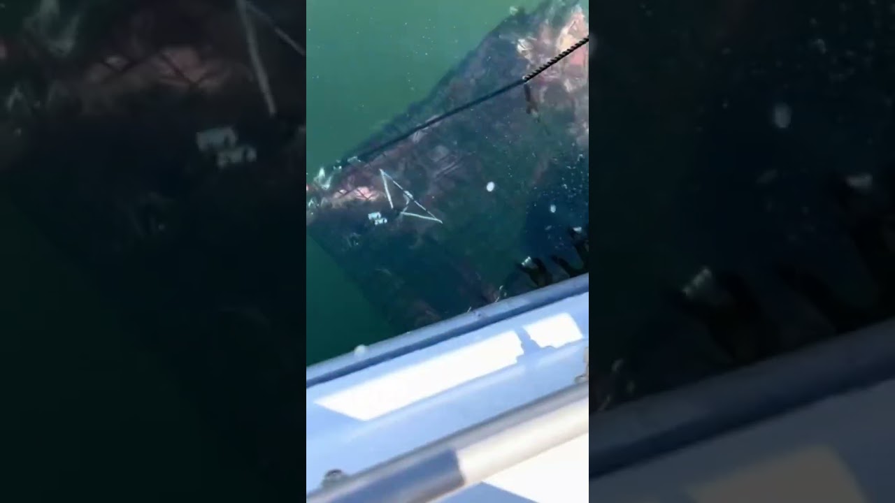 Pulling a Loaded Spot Prawn Pot in Hood Canal #shrimping #shrimpfishing