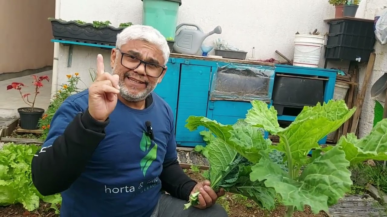 Diferenças dos pés de Couve da minha Horta!