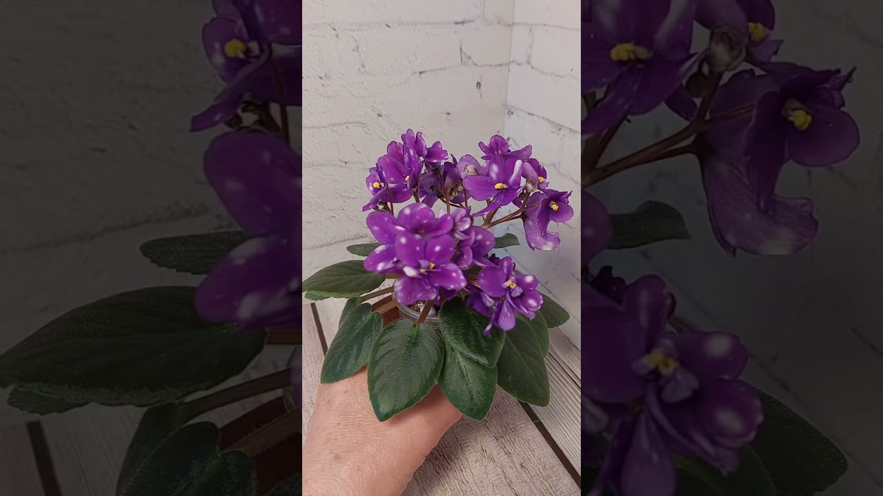 Фиалки. Новинки в моей коллекции.
