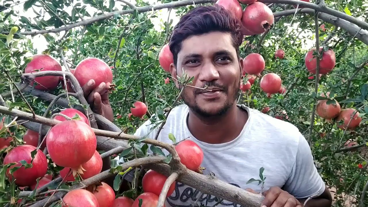 Dalimbe amazing Pomegranate farming #fruitssupplyindia