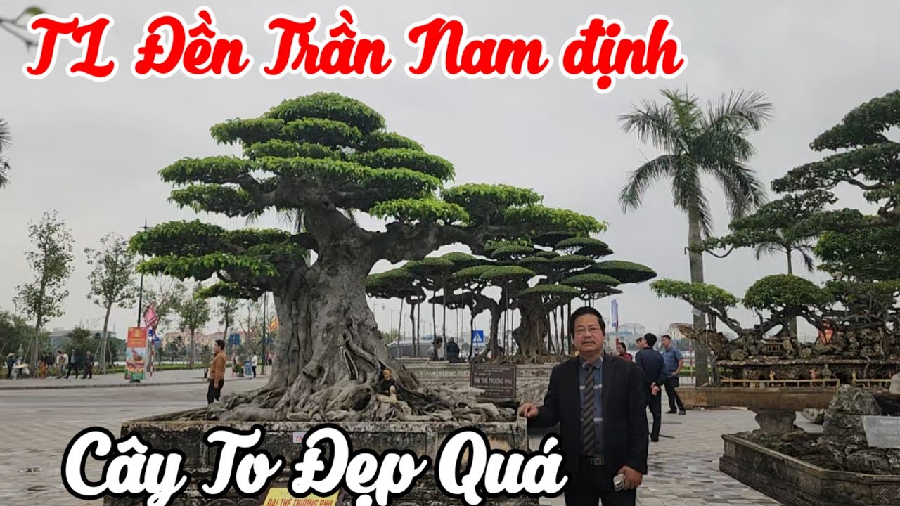 Cây Khủng tầm đại tại TL khai ấn đền Trần Nam định 