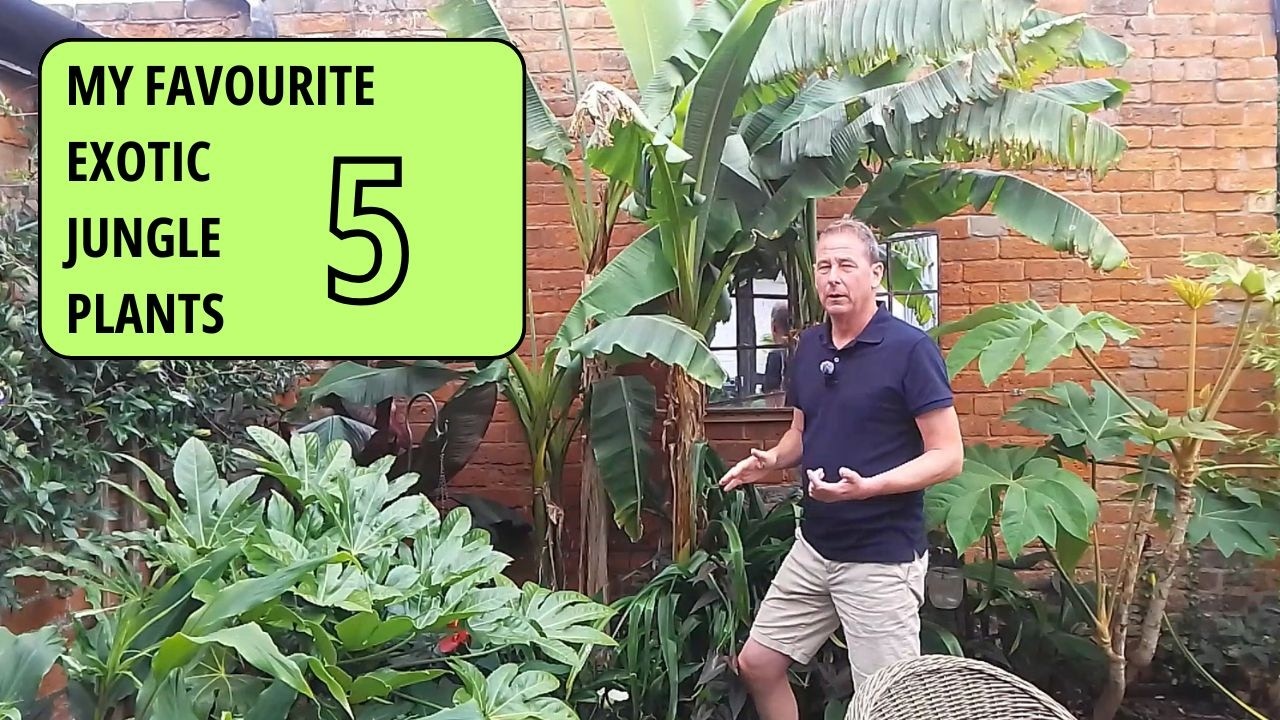 FIVE Large Leaved Plants for YOUR Jungle Garden (UK Gardening)