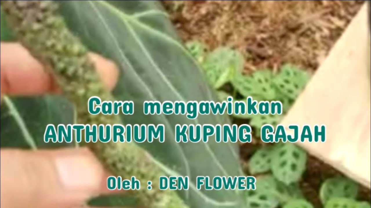 DEN Flower | Cara Mengawinkan Anthurium Kuping Gajah