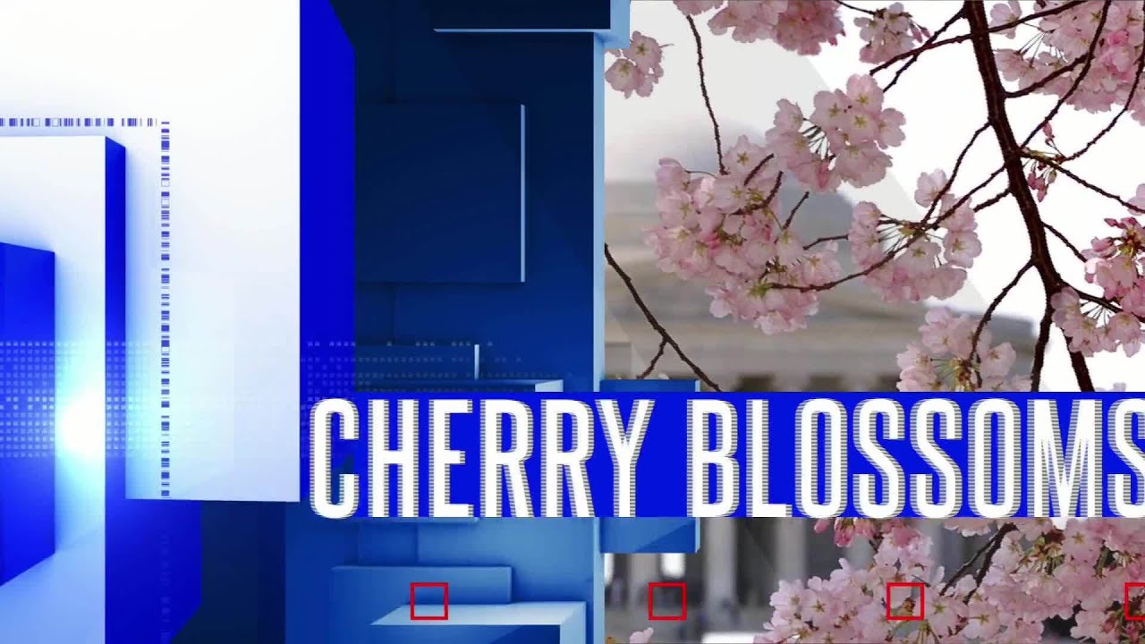 National Park Service reveals predicted peak bloom dates for cherry blossoms