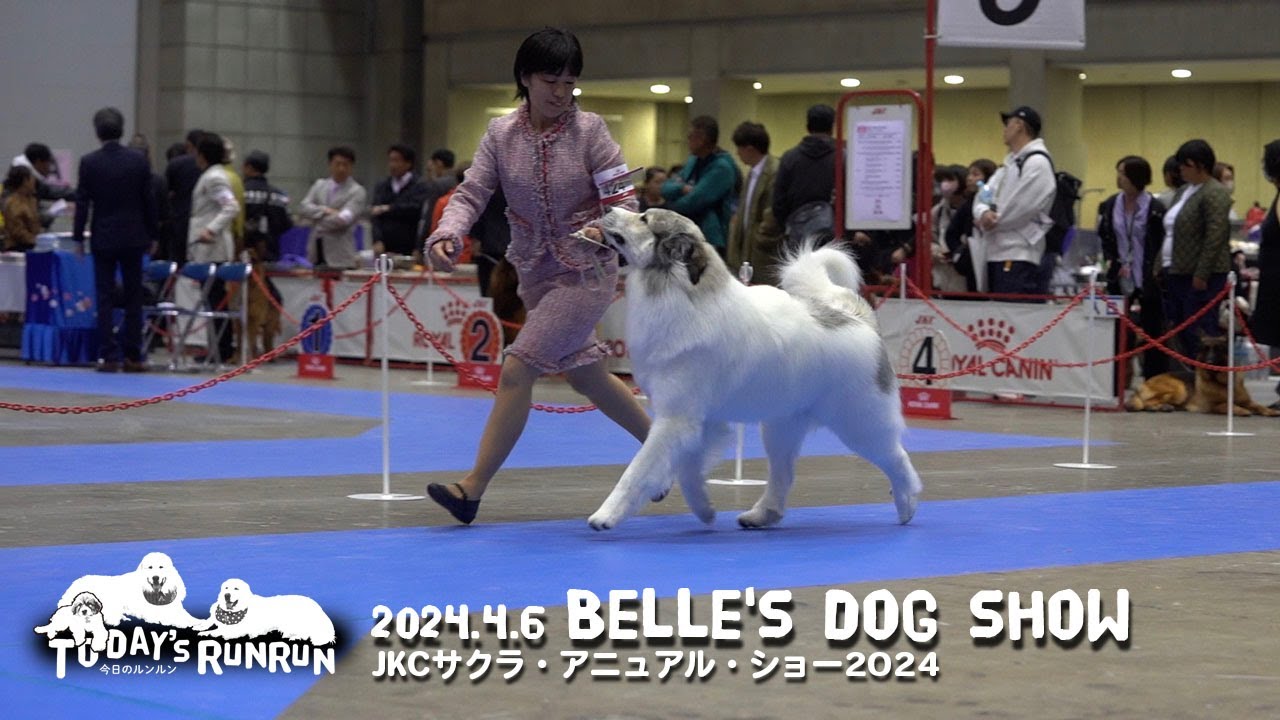 ベルのドッグショー　JKCサクラ・アニュアル・ショー　2024　Great Pyrenees　グレートピレニーズ