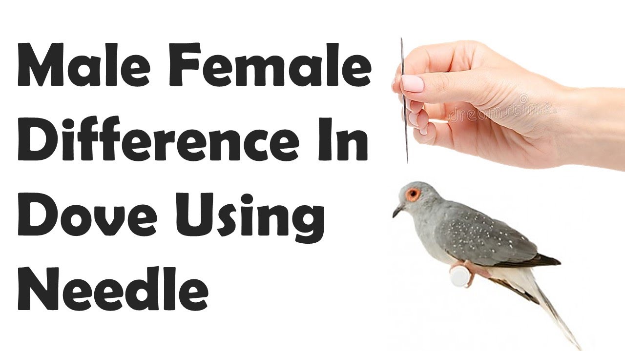 Male Female Difference In Dove Using Needle - Gender Confirmation In Birds