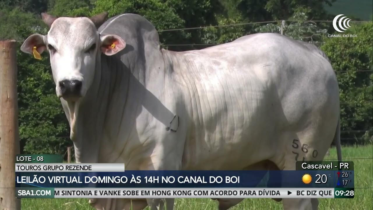Leilão do Grupo Rezende oferta touros com Ceip neste domingo no Canal do Boi