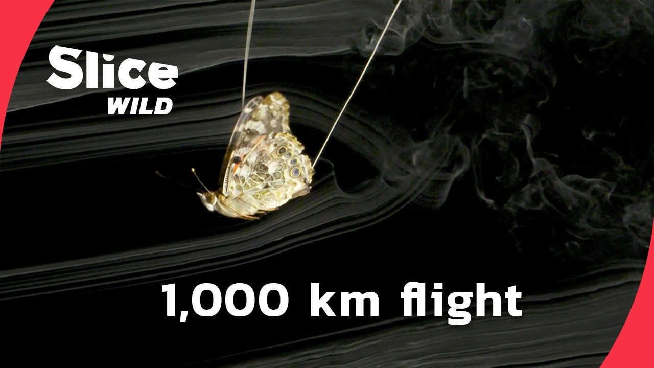 The Painted Lady: Butterfly built for a 1,000-Kilometer Journey | SLICE WILD