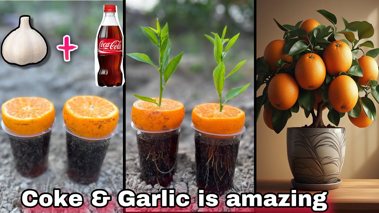 Growing an orange tree from an orange fruit | unique and very useful organic method |