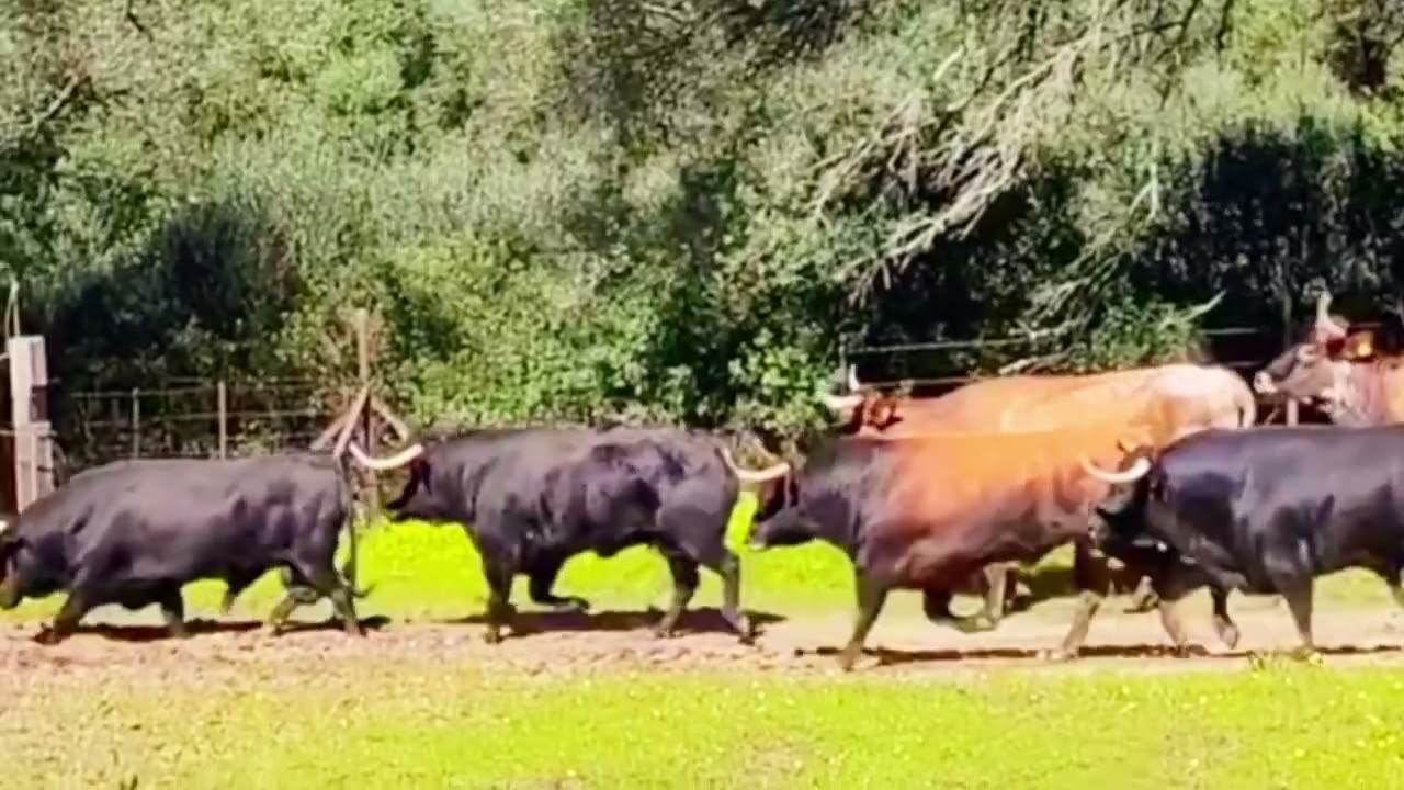 ¡Cuidado! Toros Bravos Vigilan el Terreno en Libertad una Aventura Manada de Gigantes✅🐂🐃🏇💘 #youtube 