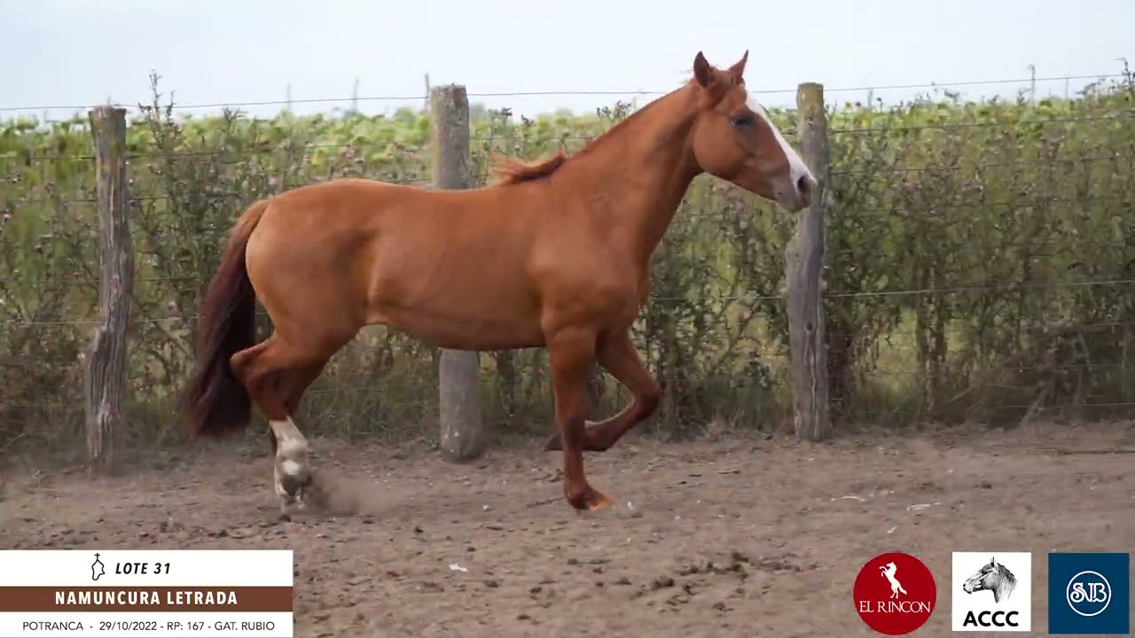 Lote 31 Namuncura Letrada