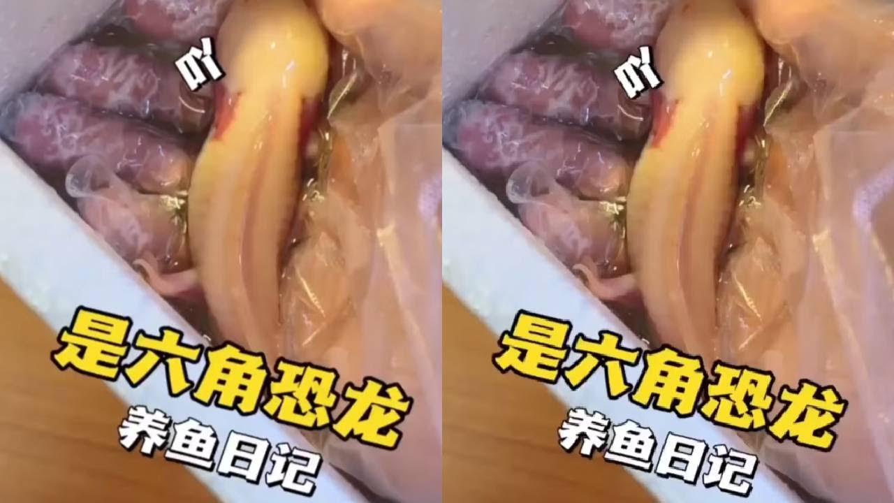 养粉丝推荐的一百种鱼之六角恐龙，究竟是什么样的人在养，快来一起看看吧