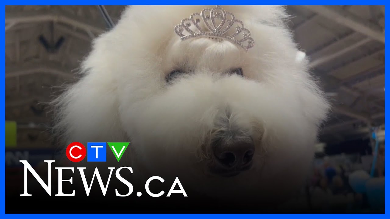 Canada's largest dog grooming convention at Spruce Meadows