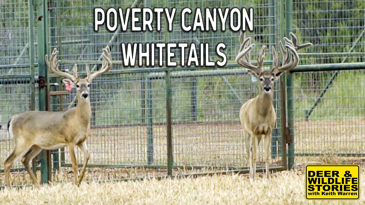 Poverty Canyon Whitetails | Deer & Wildlife Stories
