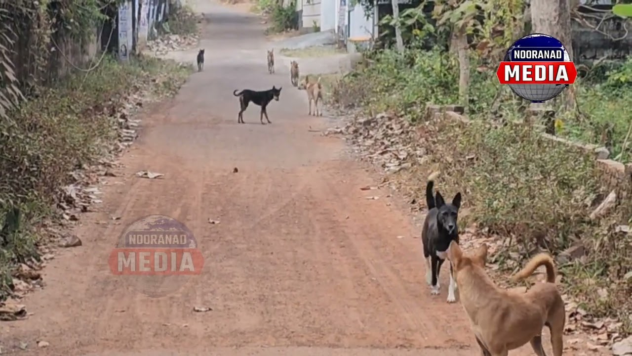 നായപ്പേടിയിൽ നട്ടംതിരിഞ്ഞ് നാട്ടുകാർ