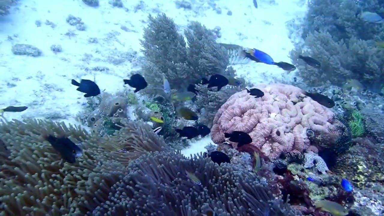 ❤️ marine life