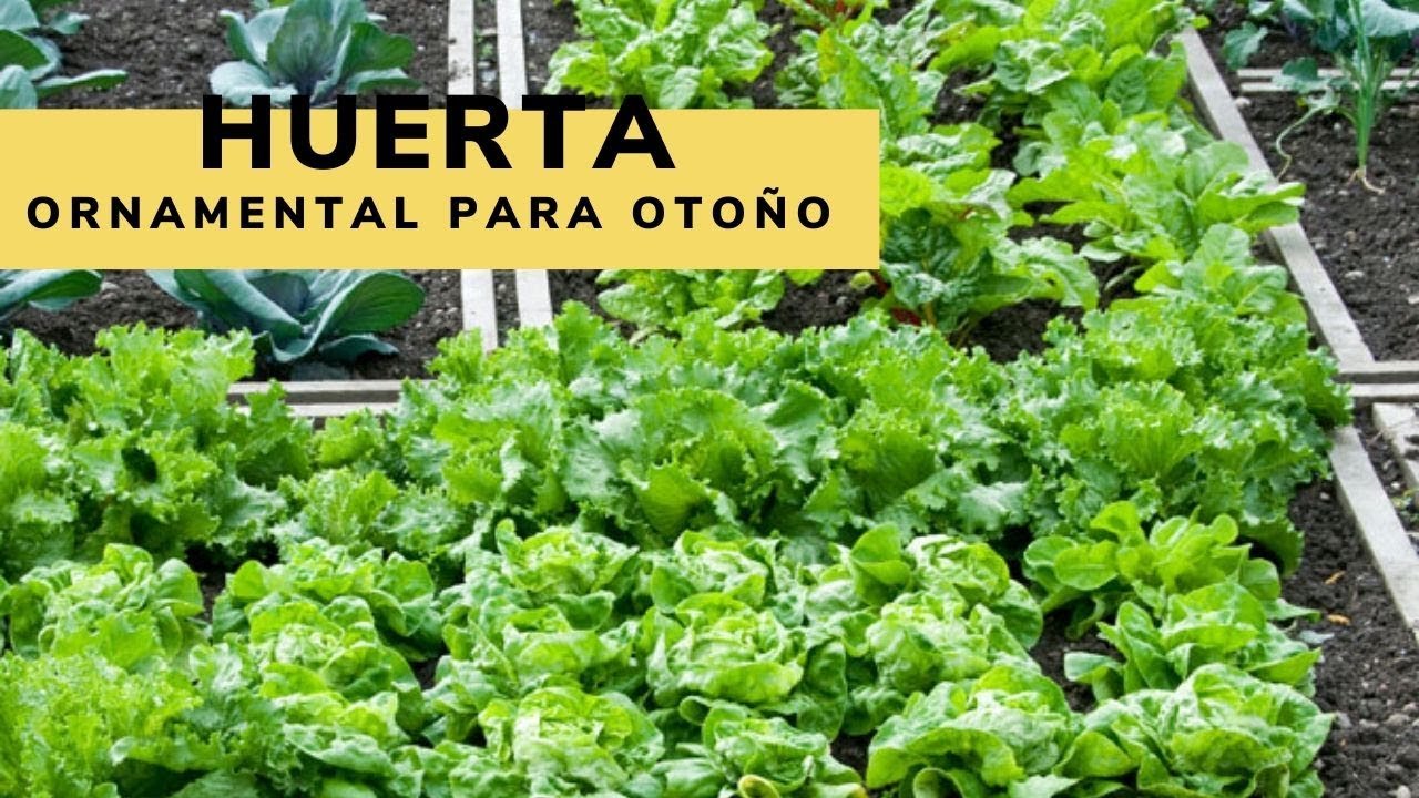 Huerta ornamental para otoño - Bricomanía - Jardinatis