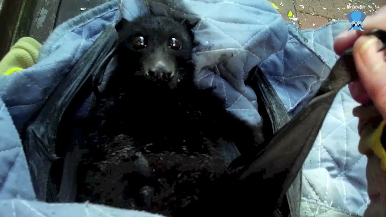 Rescuing a flying-fox up a tree:  this is Goorlie