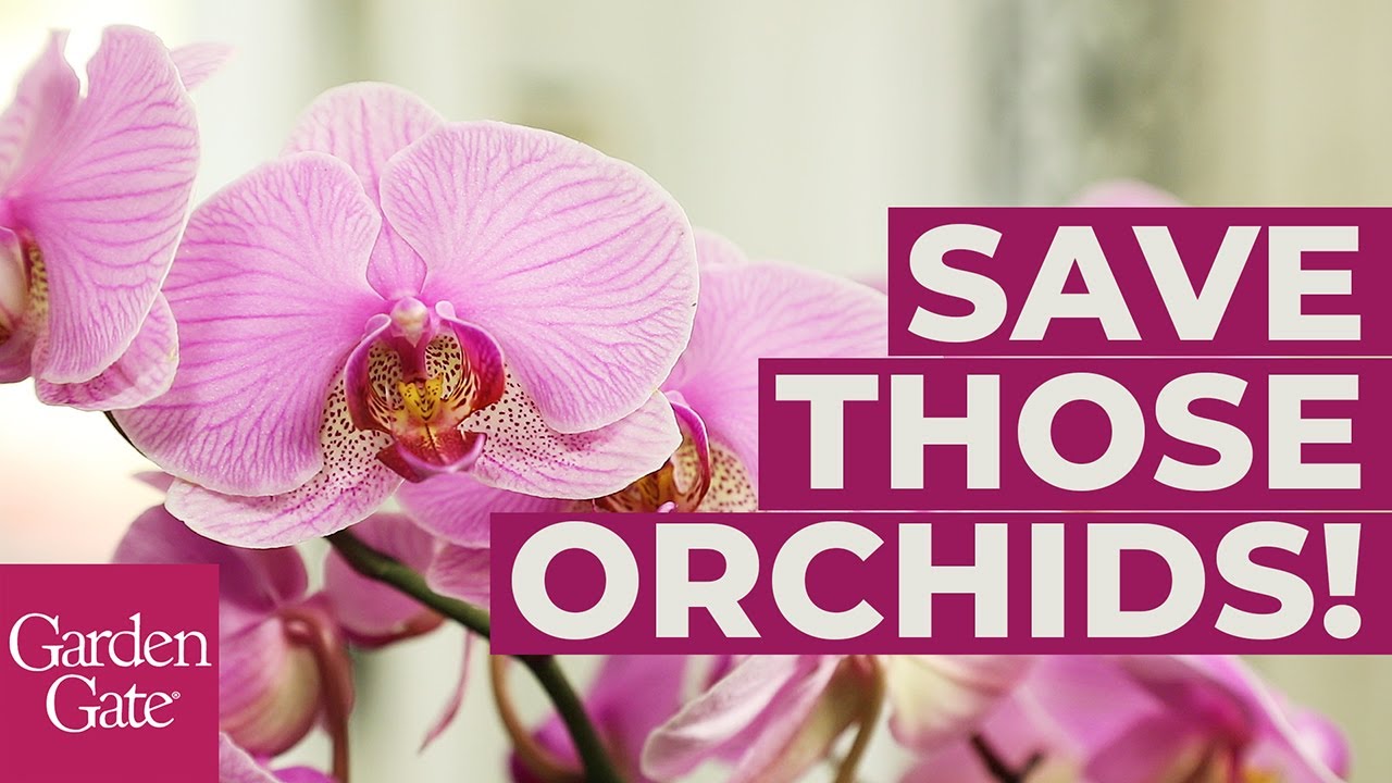 🌸How to Repot an Orchid🌸
