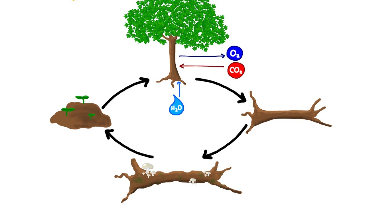 Energy Flow and Nutrient Cycling