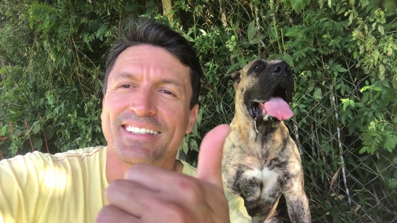 Recreação com um casal de Presa Canário no Cane Club Kennel